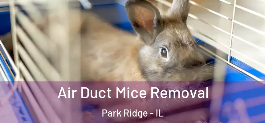  Air Duct Mice Removal Park Ridge - IL